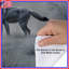 Housses de couette loups gris en hiver-123420164