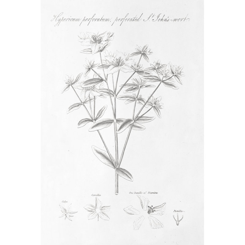 Botany Book X - Wrapped Canvas Painting, 30cm H x 20cm W x 3.8cm D