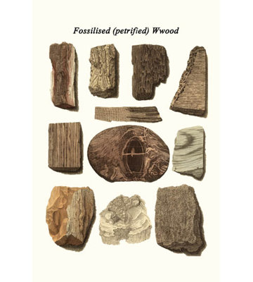 Bois fossilisé (pétrifié)-impression d’art graphique non encadrée