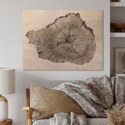 " Cross Section Of Tree Trunk "