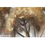 Hand -painted acrylic painting Hello Autumn