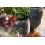 Alessio Metal Pot Planter