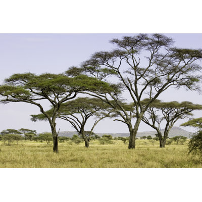 Acacia Trees On The Serengeti Plains by ChrisCrafter - Print