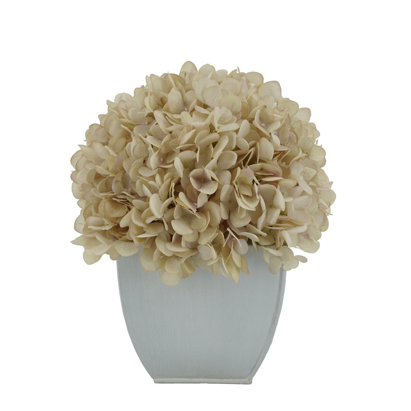 Arrangements floraux d'hortensias en pot, Écru antique