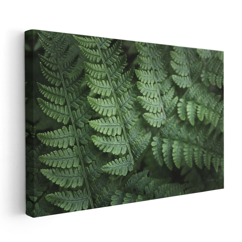 «Lady Ferns IV», reproduction d'art sur toile, H 20 po x l 30 po