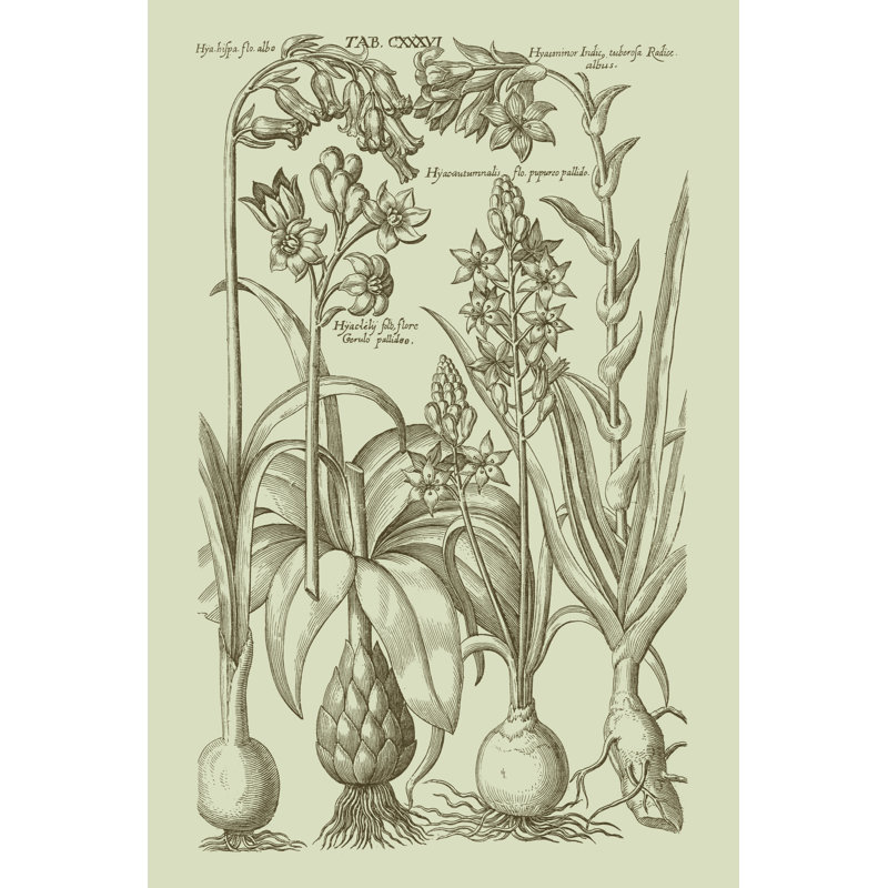 Garden Of Flora I by Vision Studio - Wrapped Canvas Print, 46cm H x 30cm W