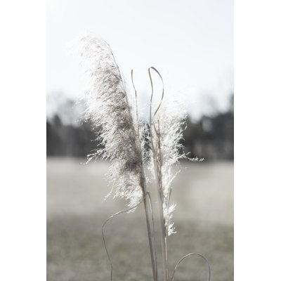 Ethereal Pampas I by Jason Johnson - Wrapped Canvas Print