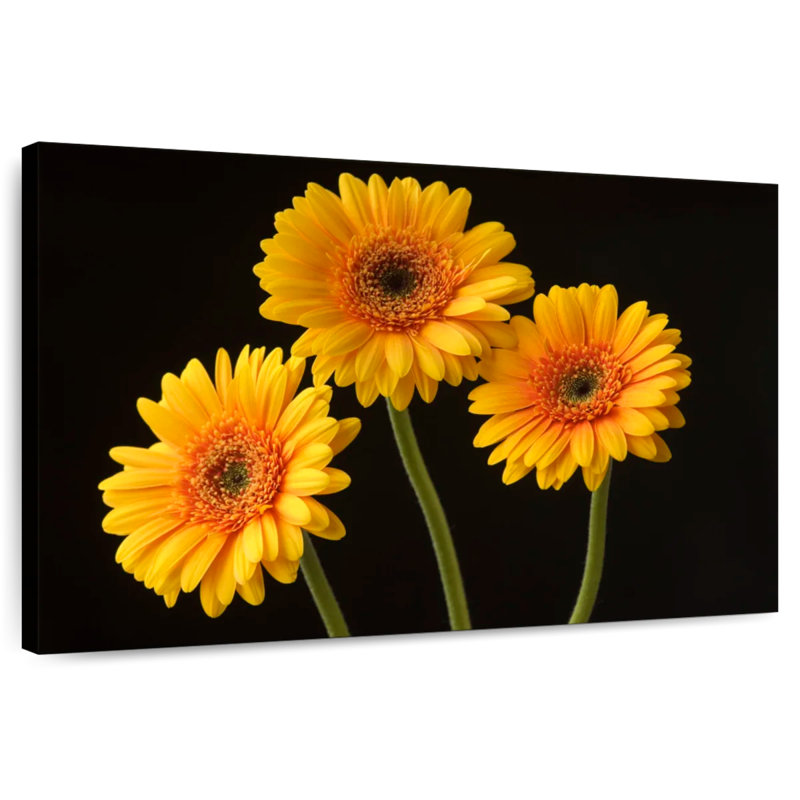 Trois marguerites Harnek sur fond sombre, H 32 po x l 48 po