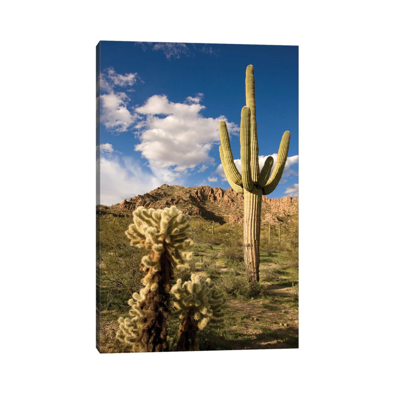 Saguaro Cactus In Desert, Arizona by Tom Vezo - Wrapped Canvas Print, 66.04 cm H x 45.72 cm W x 1.91 cm D