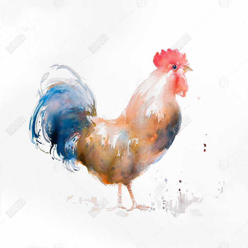 «Rooster Watercolor Style»
