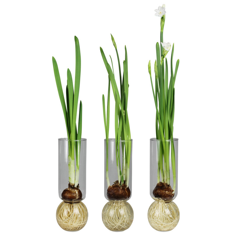 Levesque 11.25'' Glass Table Vase
