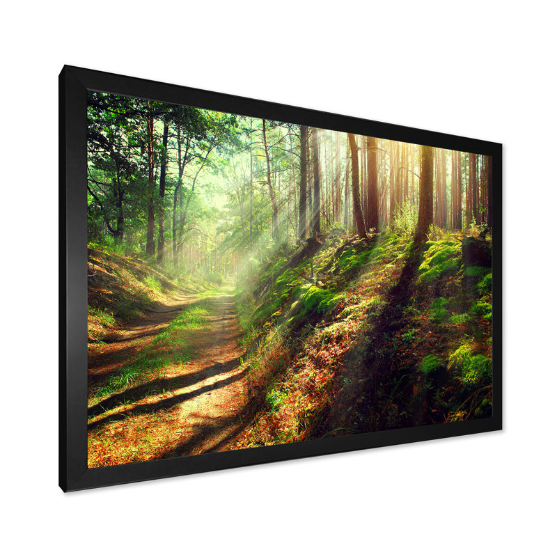 Sun Rays In Misty Old Forest IV - Art sur toile traditionnel, H 34 po x l 44 po x P 1,5 po, Cadre photo noir