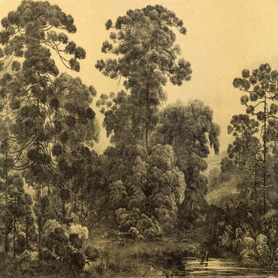 Murale de paysage de forêt beige rétro - papier peint botanique antique - décor classique de style gravure classique