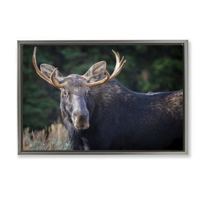 «Stoic Elk Portrait», toile encadrée grise par Rick Berk