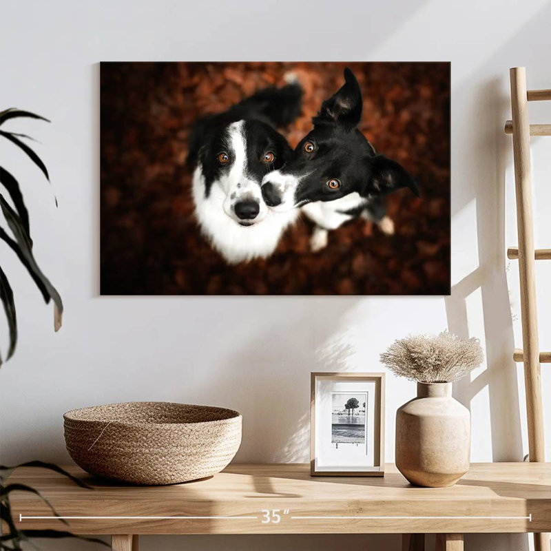 Brampt Adorable Border Collies, 8'' H x 12'' W