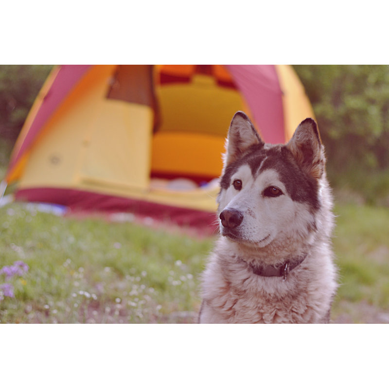 Husky Camping - Wrapped Canvas Print, 30cm H x 46cm W x 3.8cm D