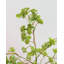 Faux Branch