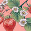 Anemone Strawberries Indoor / Outdoor Floral Red Square Throw-109318373