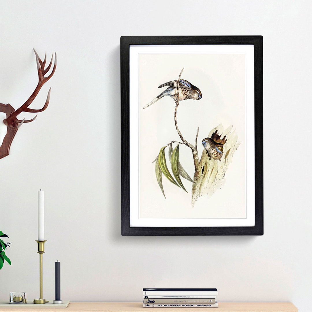 Bouke's Grass Parakeets by Elizabeth Gould - Picture Frame Painting Print