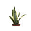 Live Variegated Snake Plant Set