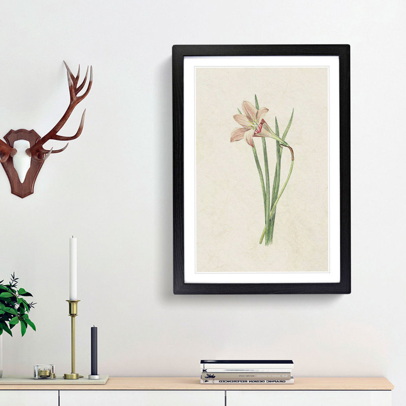 Pink Zephyr Lily Illustration - Framed Print, 36cm H x 27cm W x 2cm D, Black Framed