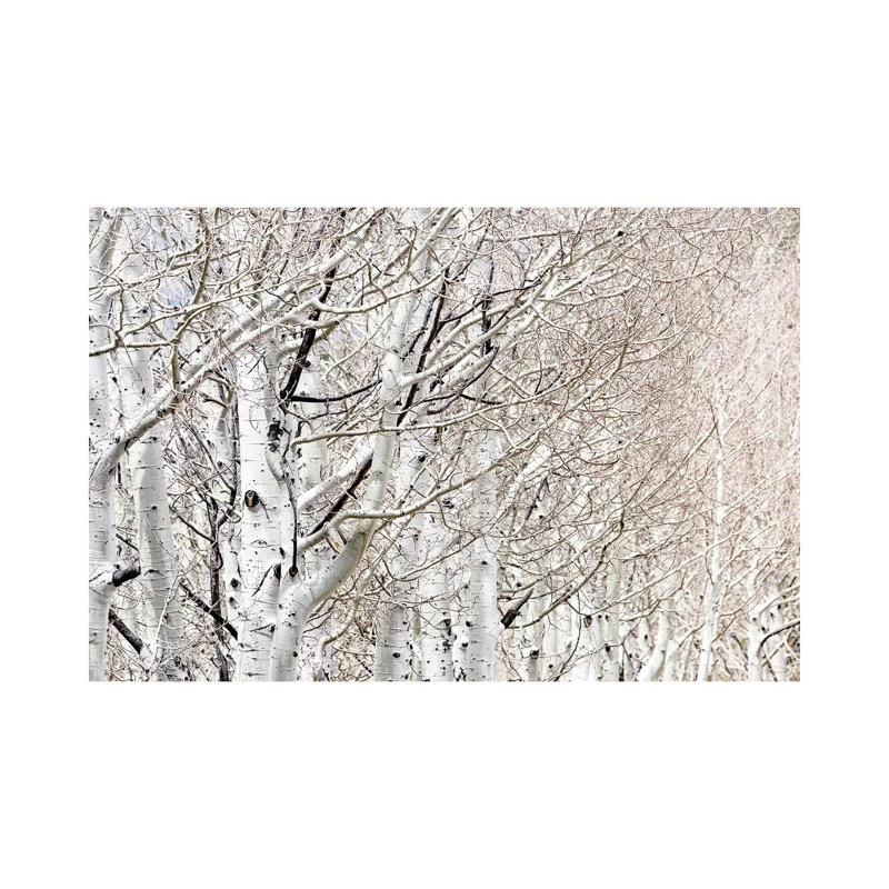 Row Of White Birch Trees 1 Piece Wrapped Canvas Wall Art, 20.32 cm H x 30.48 cm W