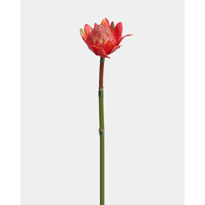 Faux 16,5 po Waratah Protea