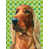 Setter irlandais (beige et brun) sélectionné