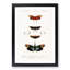 Moth Illustrations Pl.5 by Charles d' Orbigny - Picture Frame Painting Print-55581876-55581879