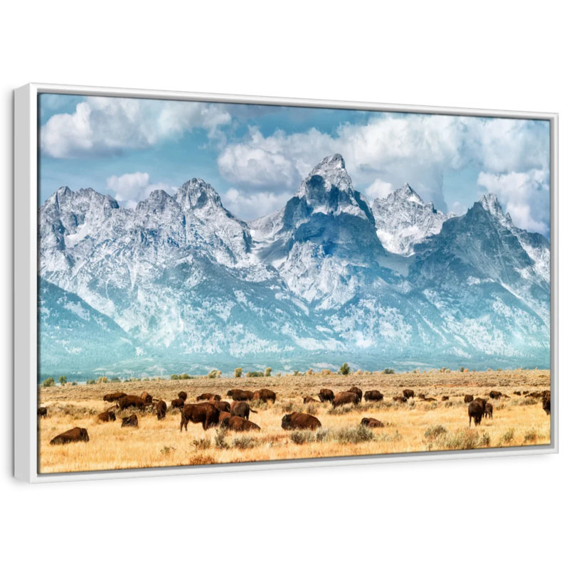 Bison Herd In Grand Teton, 17" H x 25" W
