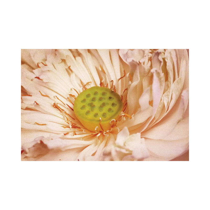 Peaches And Cream by PI Studio - Wrapped Canvas Print, 101.6 cm H x 66.04 cm W x 1.91 cm D
