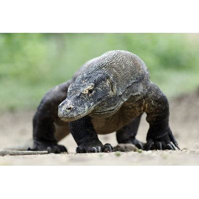 Dragon de Komodo - photographie sur toile tendue