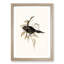 Shining Starling by Elizabeth Gould - Picture Frame Painting Print-55619035-55619037