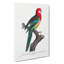 A Eastern Rosella Parrot by F. Levaillant - Wrapped Canvas Painting-55368160