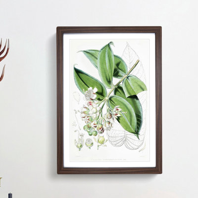 Illustrations of Himalayan Plants by W. H. Fitch - Picture Frame Painting Print