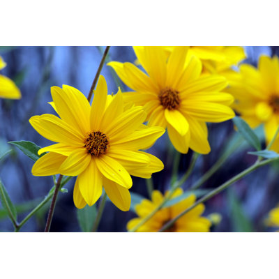 " Daisy "