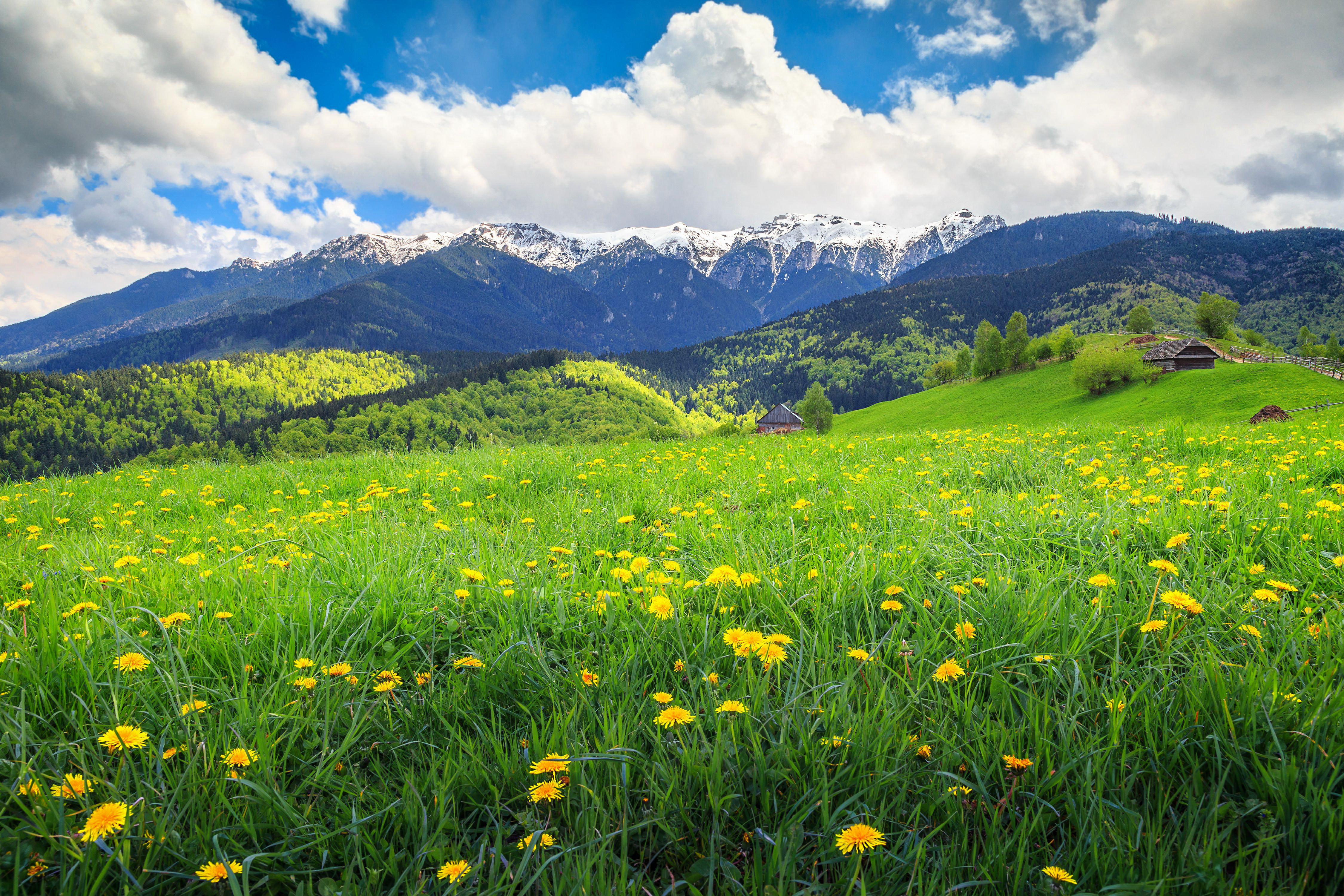 Long Landscape Spring Millwood Pines Amazing Spring Landscape by - Wrapped Canvas Photograph ...