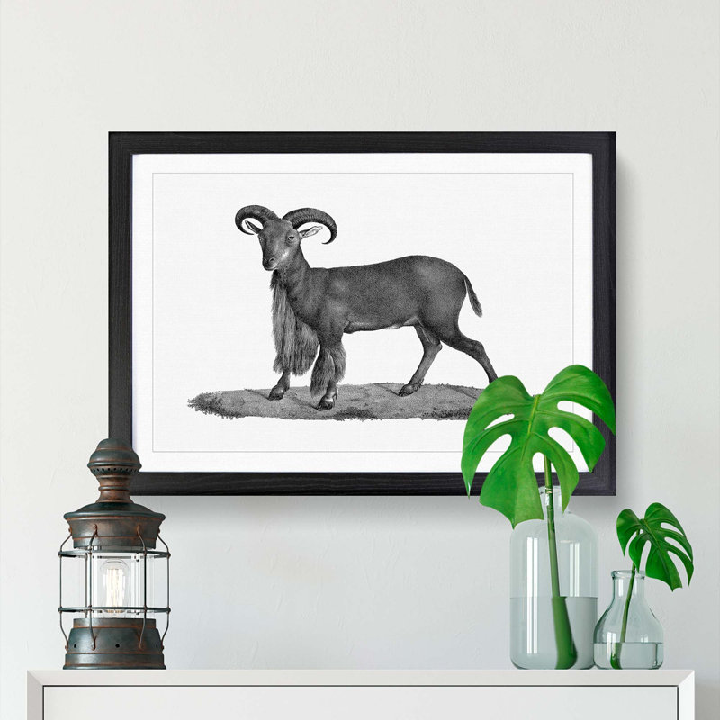 Goat Illustration - Picture Frame Drawing Print, Black Framed, 27cm H x 36cm W x 2cm D