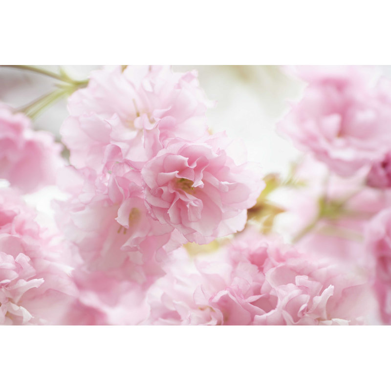" Cherry Blossom Study V " by James McLoughlin, 24" H x 36" W  