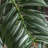 91cm Faux Palm Tree in Pot