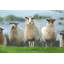 Troupeau de moutons