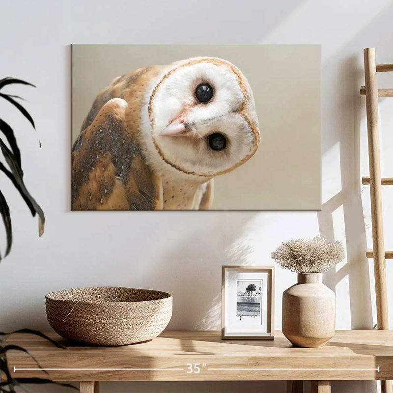 Brampt Barn Owl Gaze, 16" H x 24" W