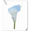 20 pièces de fleurs de lys Calla-945559907