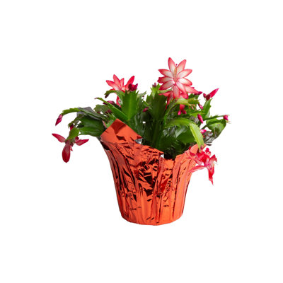 Costa Farms Indoor Zygo Christmas Cactus in 6-inch Red Décor Cover