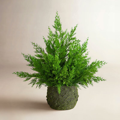 18in. Artificial Real Touch Winter Cypress Bush in Moss Planter
