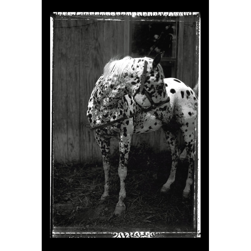 Equine Double Take II by Susan Friedman - Photograph, Wrapped Canvas, 122cm H x 81cm W