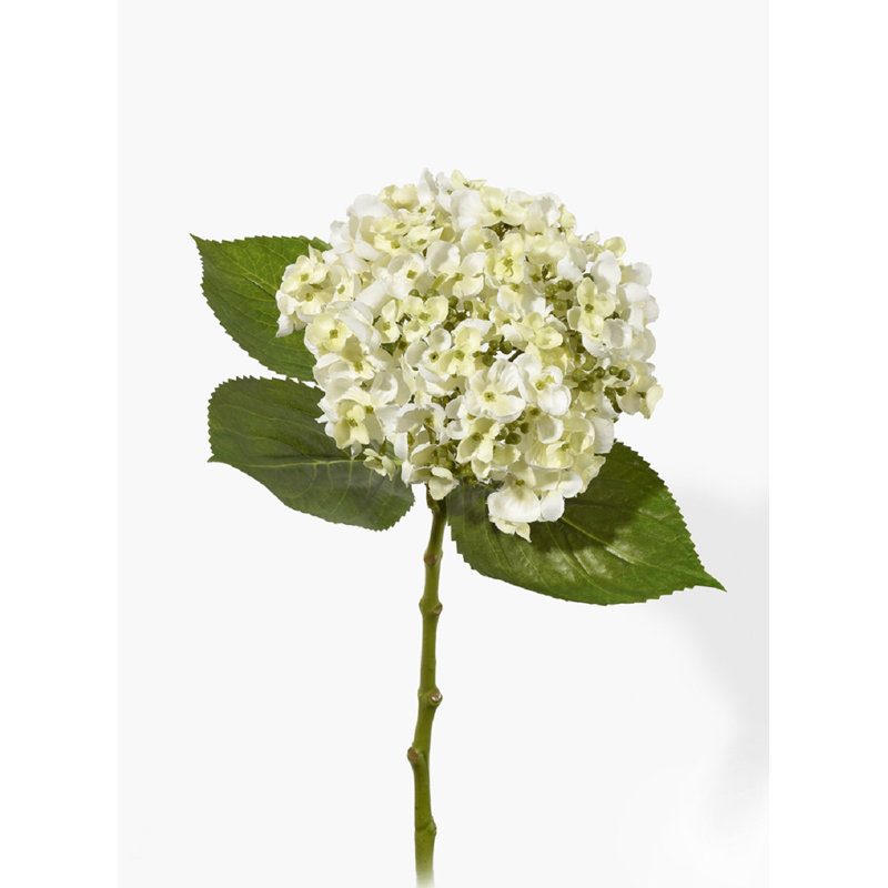 Jet hortensias