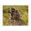 Couple, couple de babouins-1367835015
