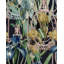 The Royal Garden Floral Wallpaper Roll-62105201
