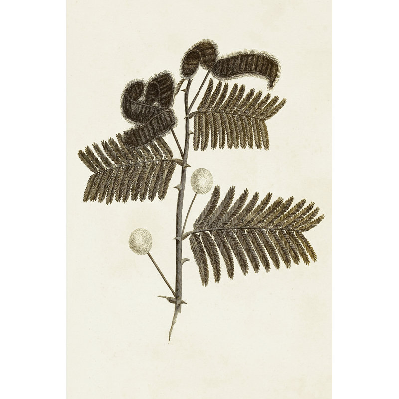 Sepia Botanicals I - Wrapped Canvas Painting, 46cm H x 30cm W x 3.8cm D